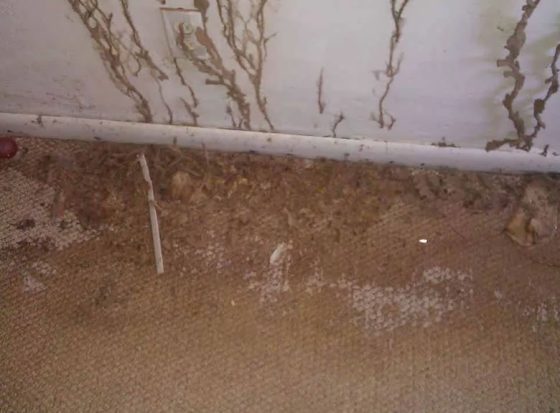 Do Termites Eat Drywall