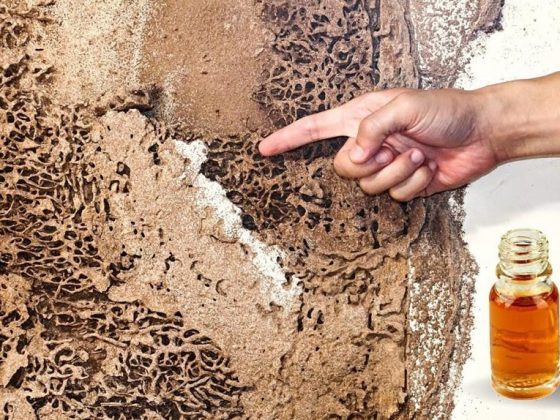 Orange oil for termites