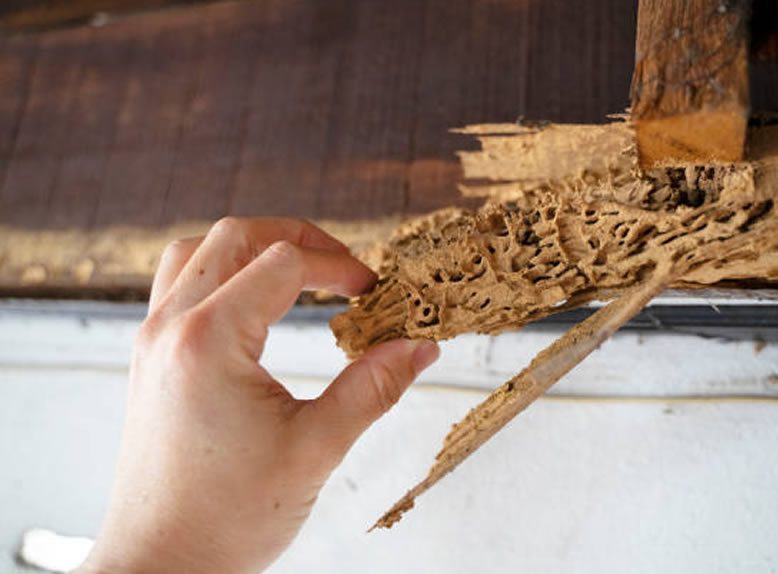 Termite insurance claims