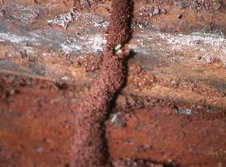 Termite mud tubes