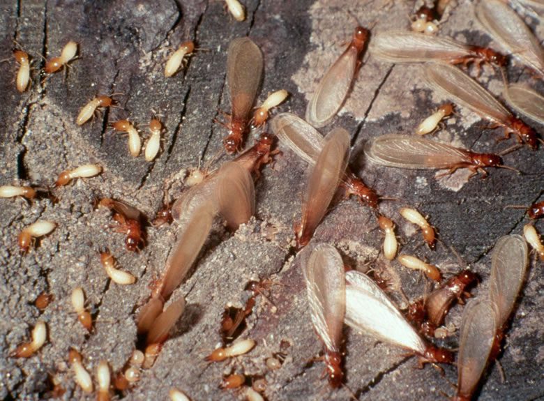 do swarming termites mean infestation