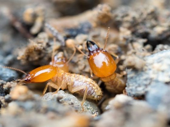 formosan termites