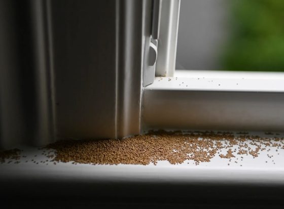 termite droppings window sill