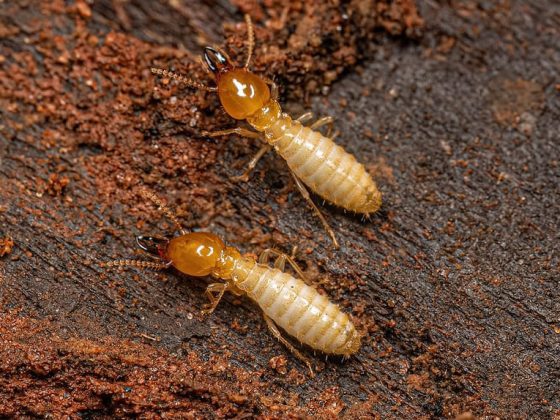What Kills Termites Instantly