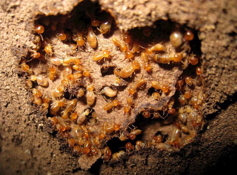 termite prevention
