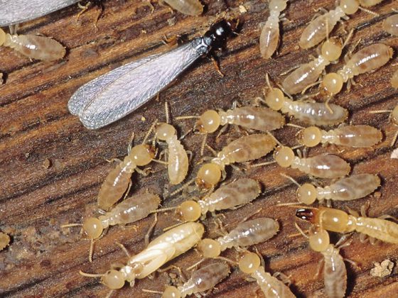 Is a Termite Bond a Waste of Money