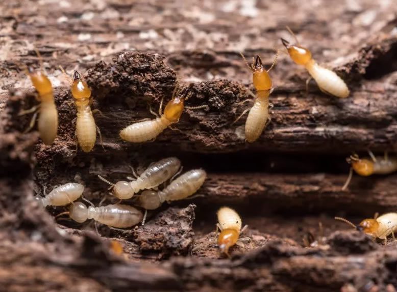 Organic Termite Control Safe Solutions ⋆ TermiteHQ