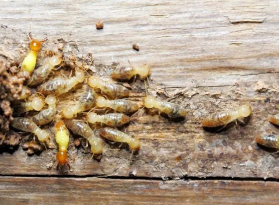 Termite control for real estate