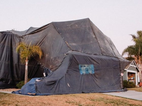 termite tenting