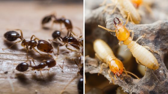 Difference between Termites and Carpenter Ants
