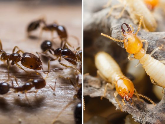 Difference between Termites and Carpenter Ants