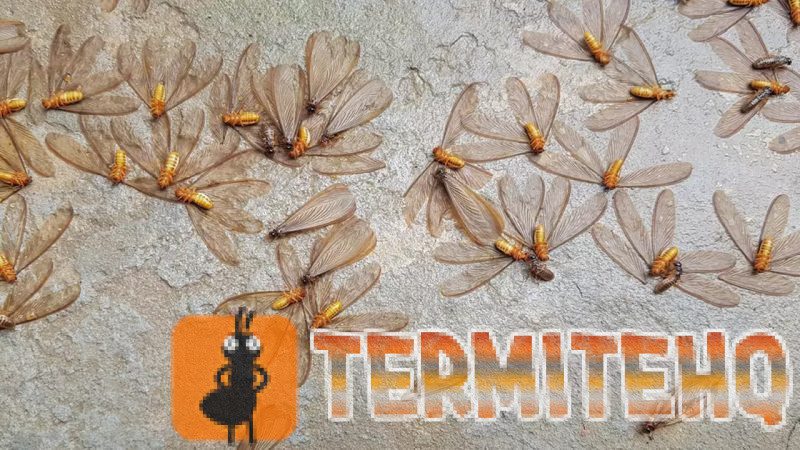 When Do Termites Swarm In Florida