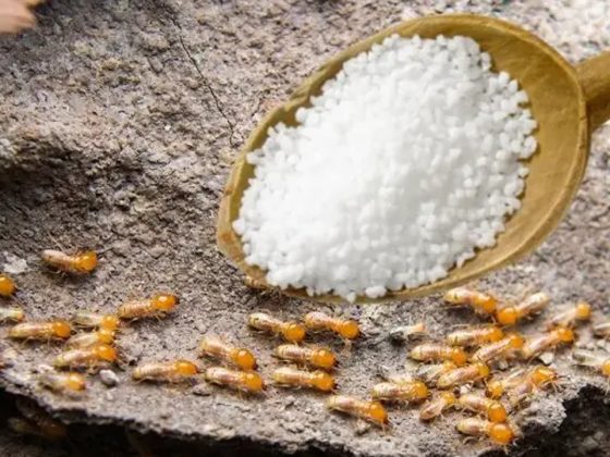 does salt kill termites