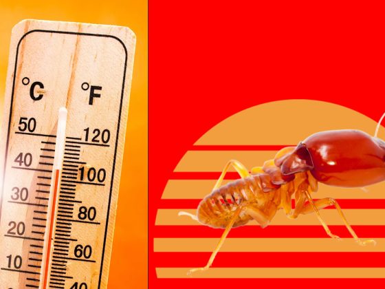 what temperature kills termites