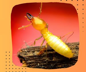 What Temperature Kills Termites