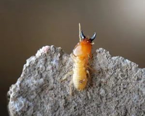 DIY Non-Toxic Termite Bait
