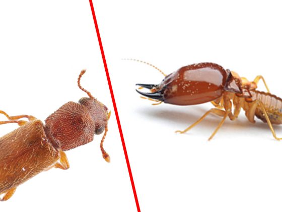 Termites vs. Powderpost Beetles