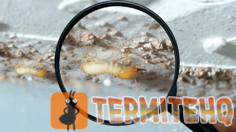 Termite Inspection Before Home Purchase