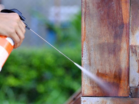 smells that termites hate